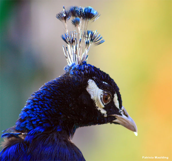 King of Color by Patricia Maulding