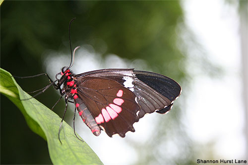 Bellafly by Shannon Hurst Lane