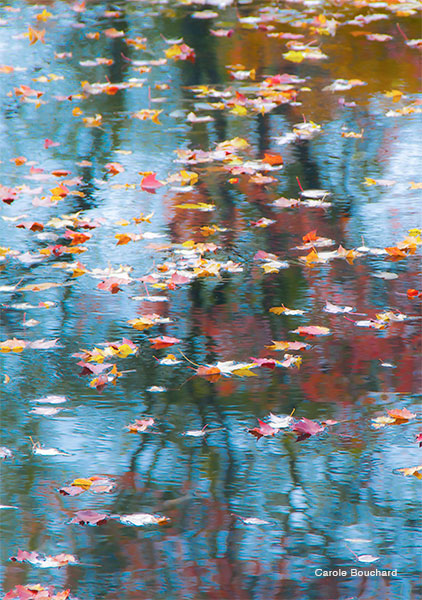 Leaves at Townsend Harbor by Carole Bouchard