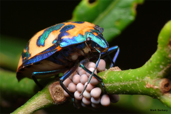 Hibiscus Harlequin Guards Her Eggs by Mark Berkery